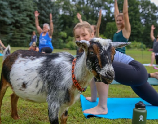Goat Yoga In The Woods NY