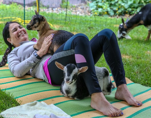 Goat Yoga In The Woods NY