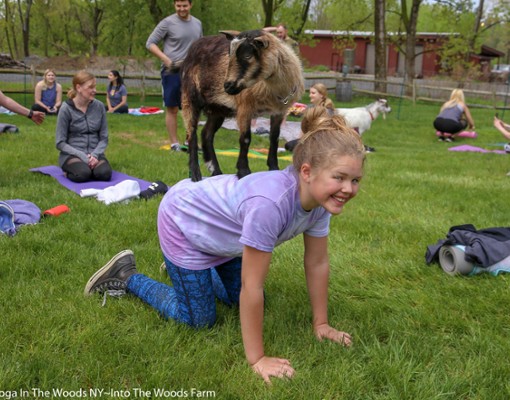 Goat Yoga In The Woods NY