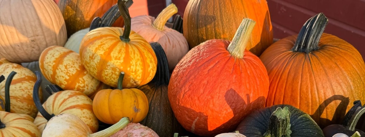 Pick your pumpkins!