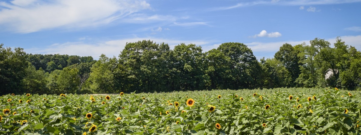 sunflower field