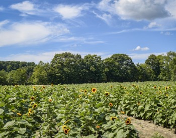 sunflower field