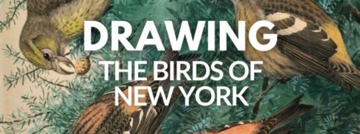Painting of birds in background with text in the forefront stating: Drawing the Birds of New York