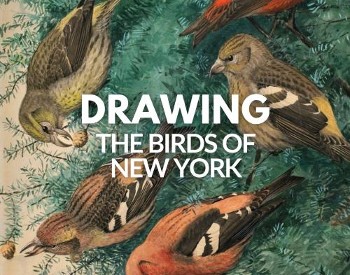 Painting of birds in background with text in the forefront stating: Drawing the Birds of New York