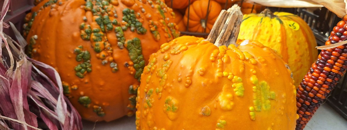 pumpkins