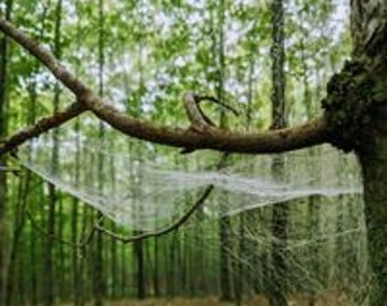 spider