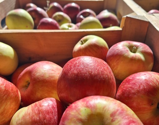 apples
