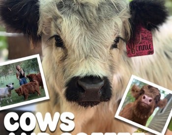 Stinky's Coffee Co. Cows and Coffee event poster