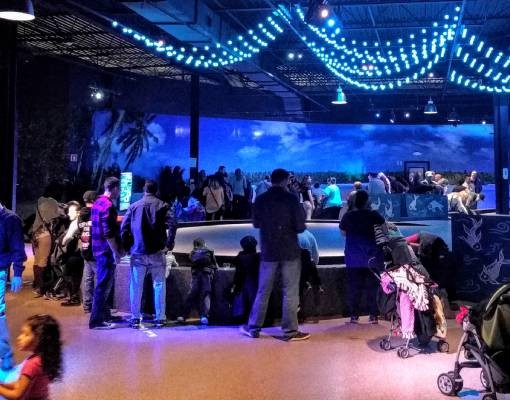 people at aquarium