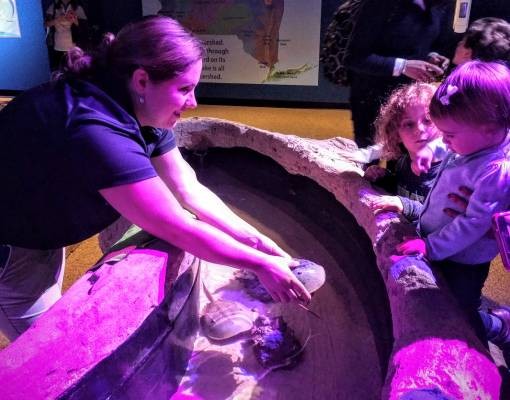woman shows kid horseshoe crab at aquarium