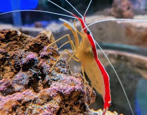 cleaner shrimp
