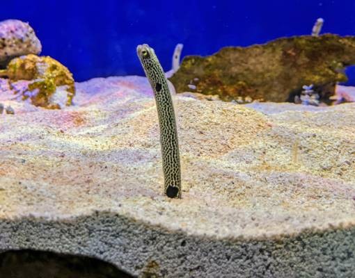 worm creature in aquarium