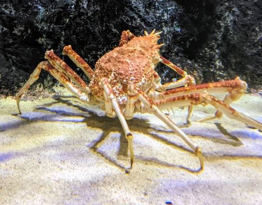 giant crab