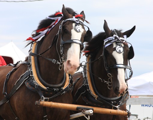 two brown and white horses