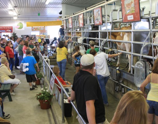 people in an enclosed area with livestock