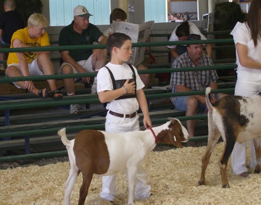 a little boy showing his goat