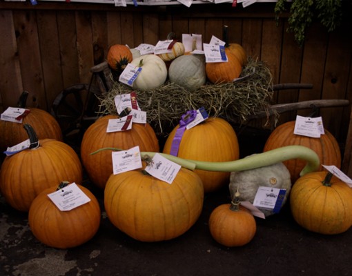 group of pumpkins