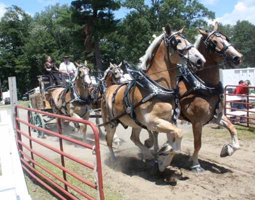 horses