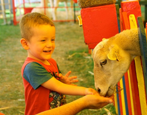 little boy feeding goat