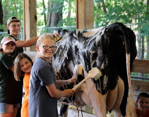 kids washing a cow