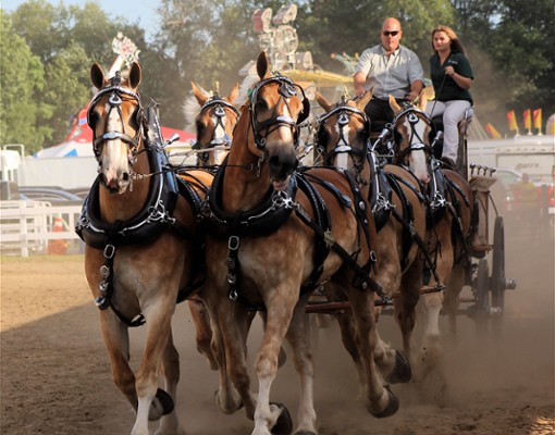 draft horses