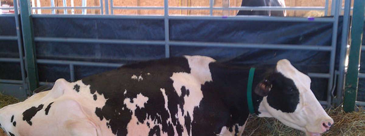 a cow laying down in hay