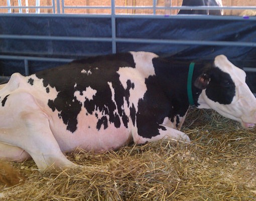 a cow laying down in hay