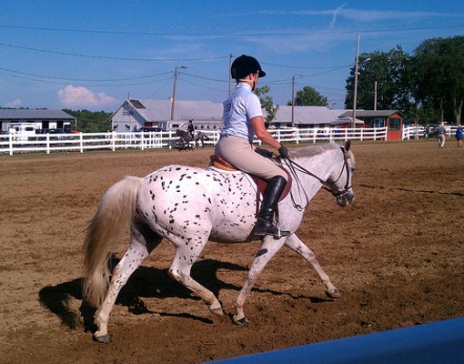 person riding a white horse with black spots