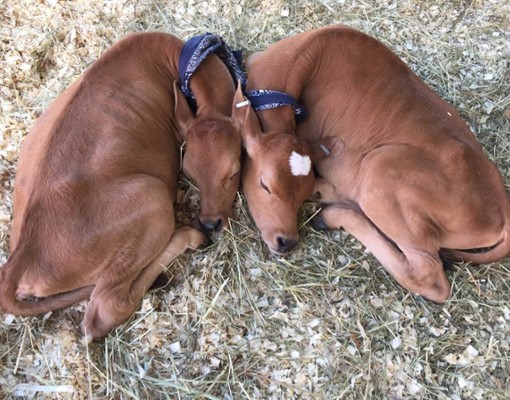 two small animals lying next to each other