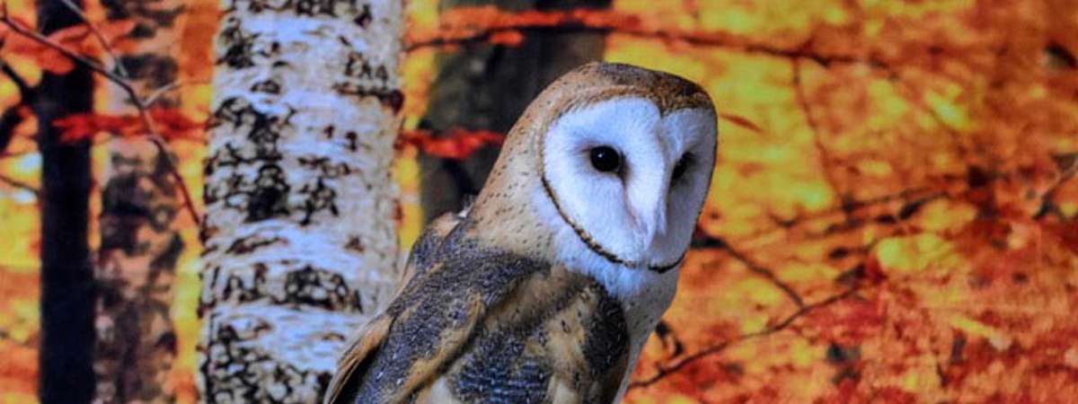 a barn owl