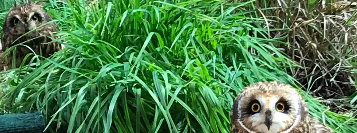 small owl on ground