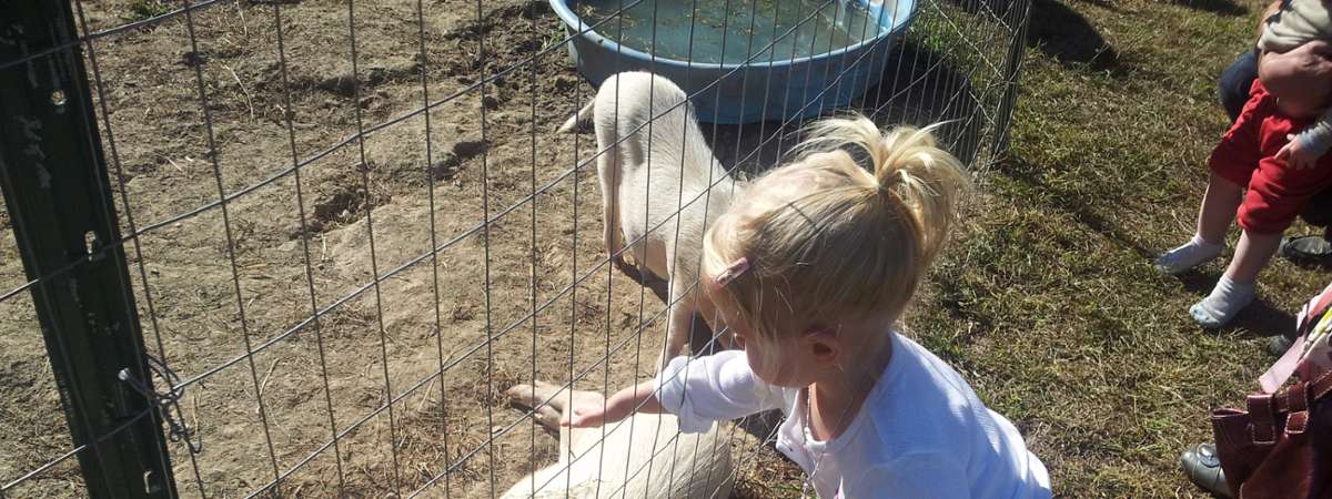 Little blonde girl pets a pig at Clifton Park Farm Fest