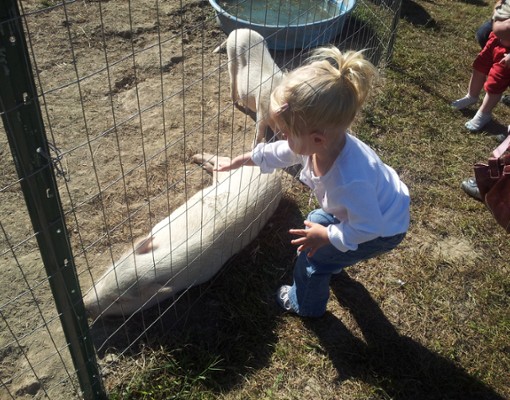 Little blonde girl pets a pig at Clifton Park Farm Fest