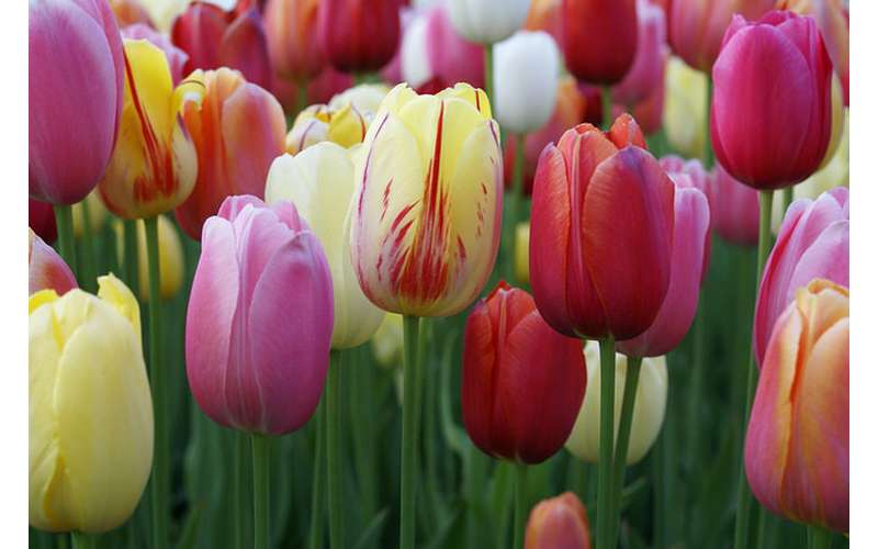 different colored tulips