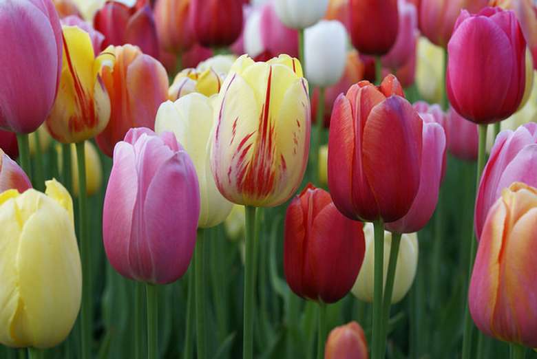 Virtual Albany Tulip Festival Saturday May 9 Albany Ny Events