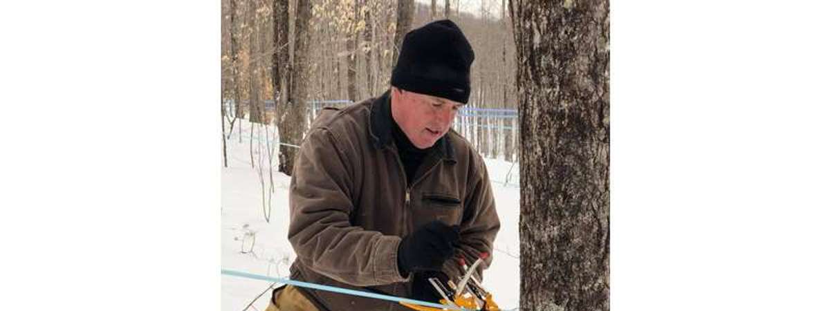 man getting maple from tree