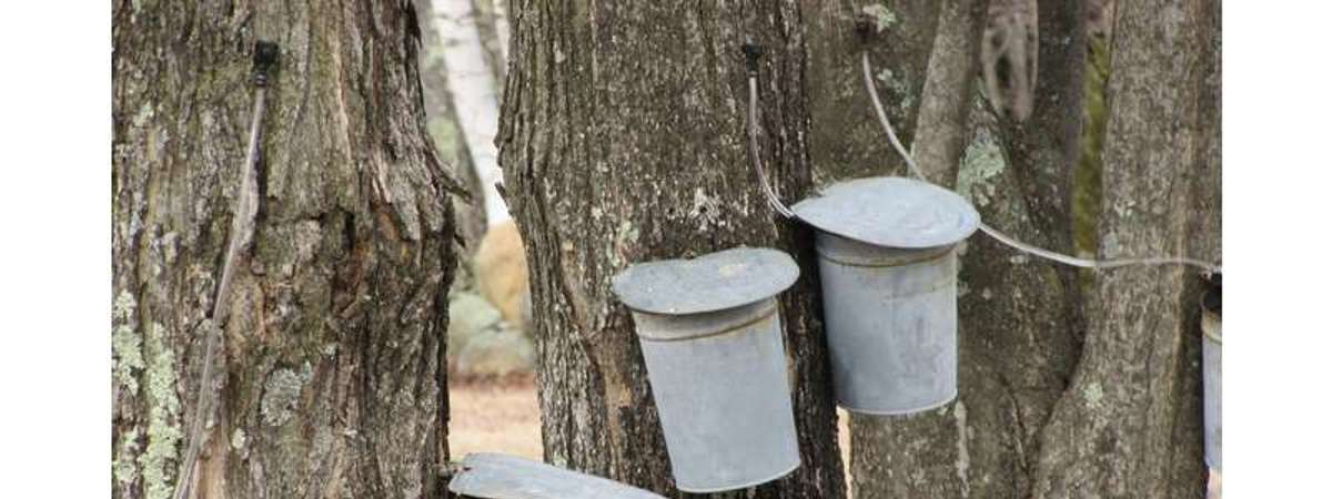 canisters on trees to collect sap