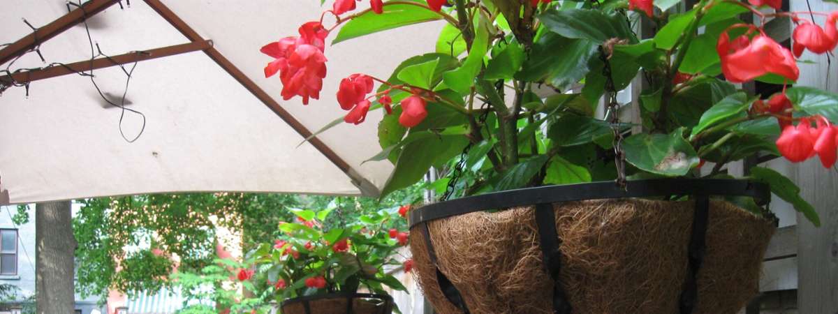 hanging plants