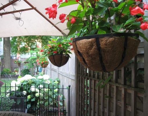 hanging plants