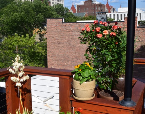 potted plants