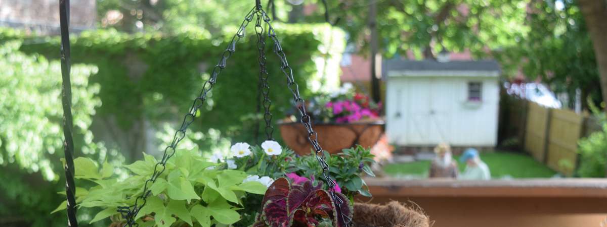 hanging plant