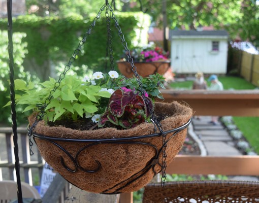 hanging plant