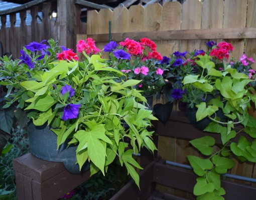 potted plants