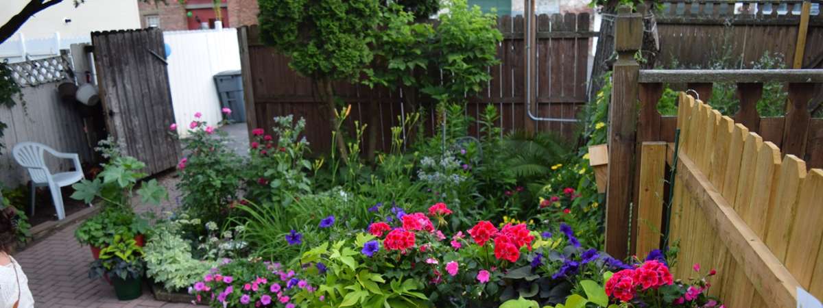 plants and flowers in yard