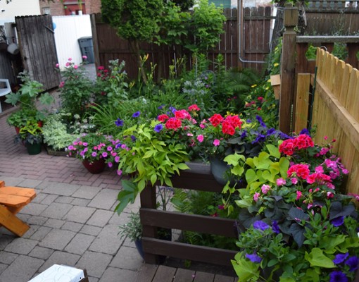 plants and flowers in yard