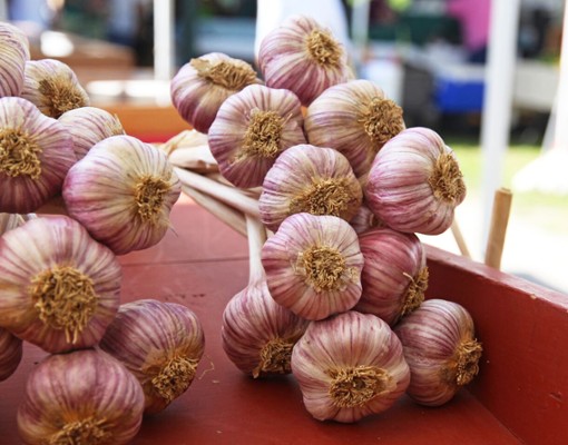 garlic