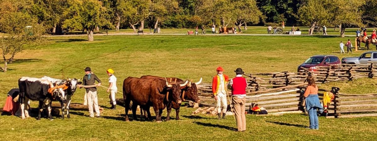 oxen