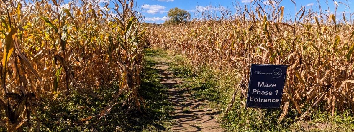 corn maze