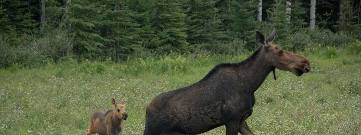 moose and calf