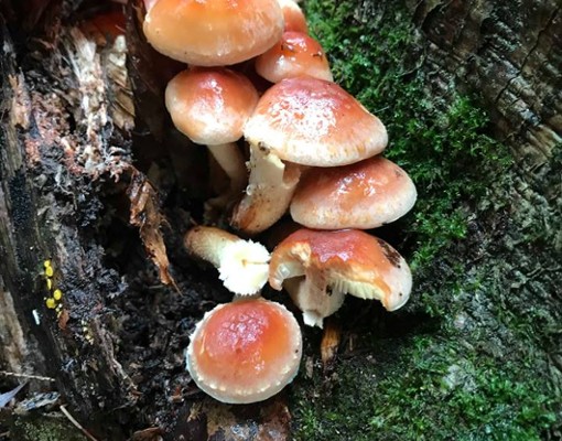 mushrooms